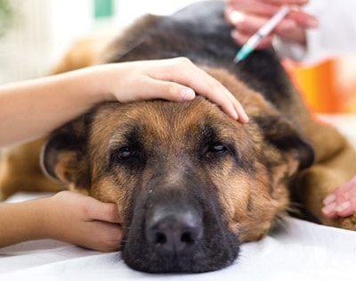 lethargic dog at vet