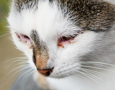 Cat with eye discharge, a symptom of feline calicivirus