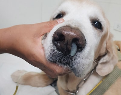 Nasal discharge draining out of a dog's nose with possible canine distemper