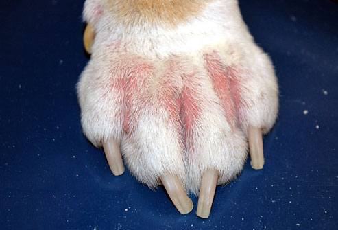 Inflamed dog paw with skin allergies