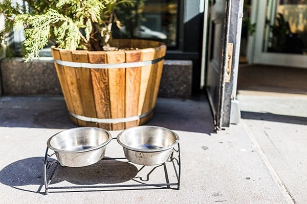 dog water bowls