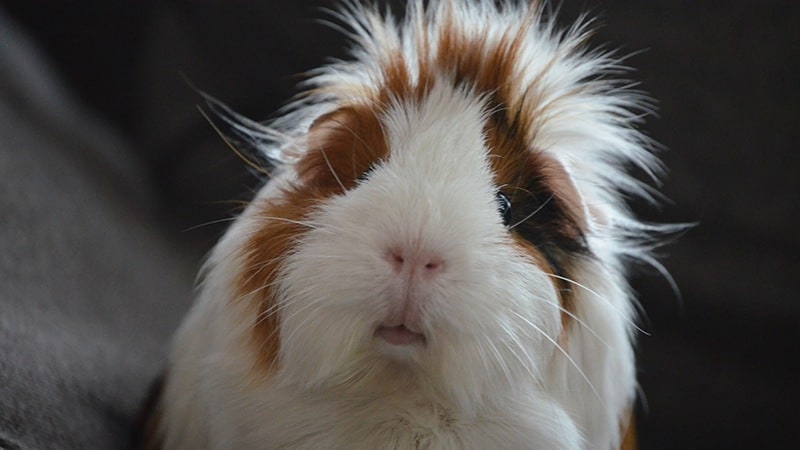 Photo of a guinea pig