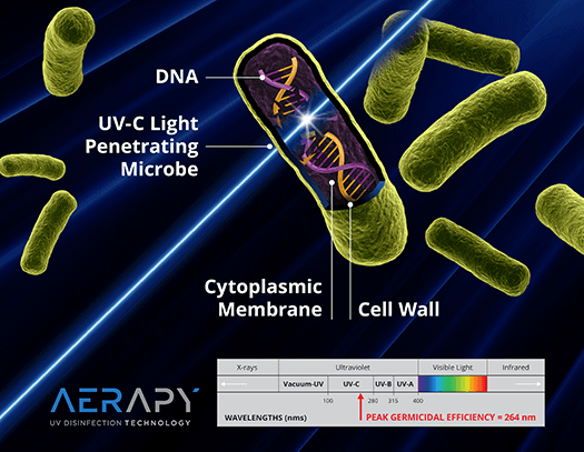 UV-C light penetrating and killing microbe DNA